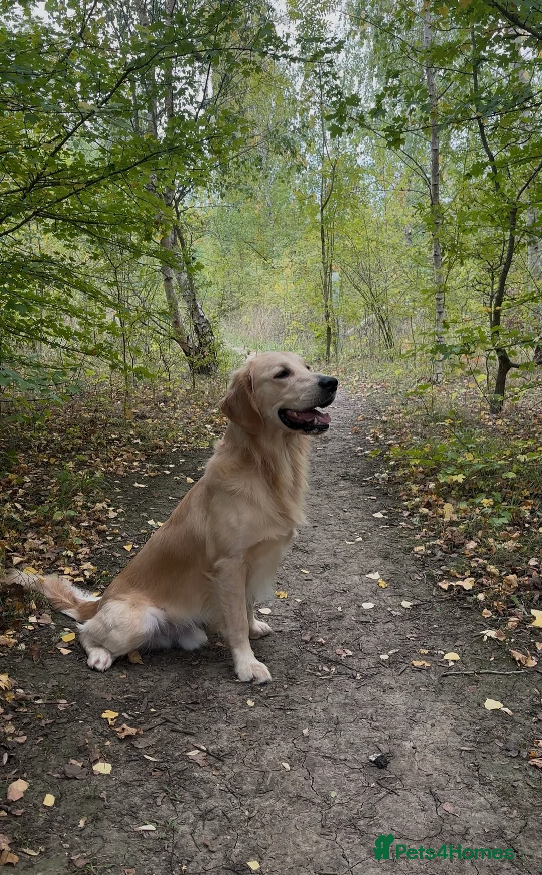 Golden Retriever dogs for stud: KC Reg Golden Retriever Stud - Advert 1