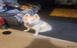 Siberian Husky dogs for sale: Female husky for good home - Image 1
