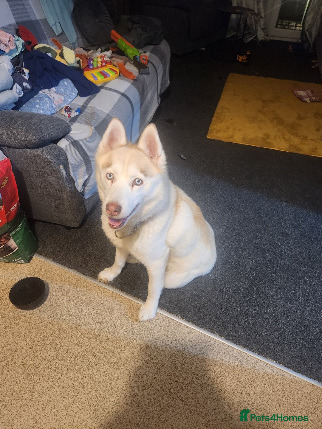 Siberian Husky dogs for sale: Female husky for good home - Image 1