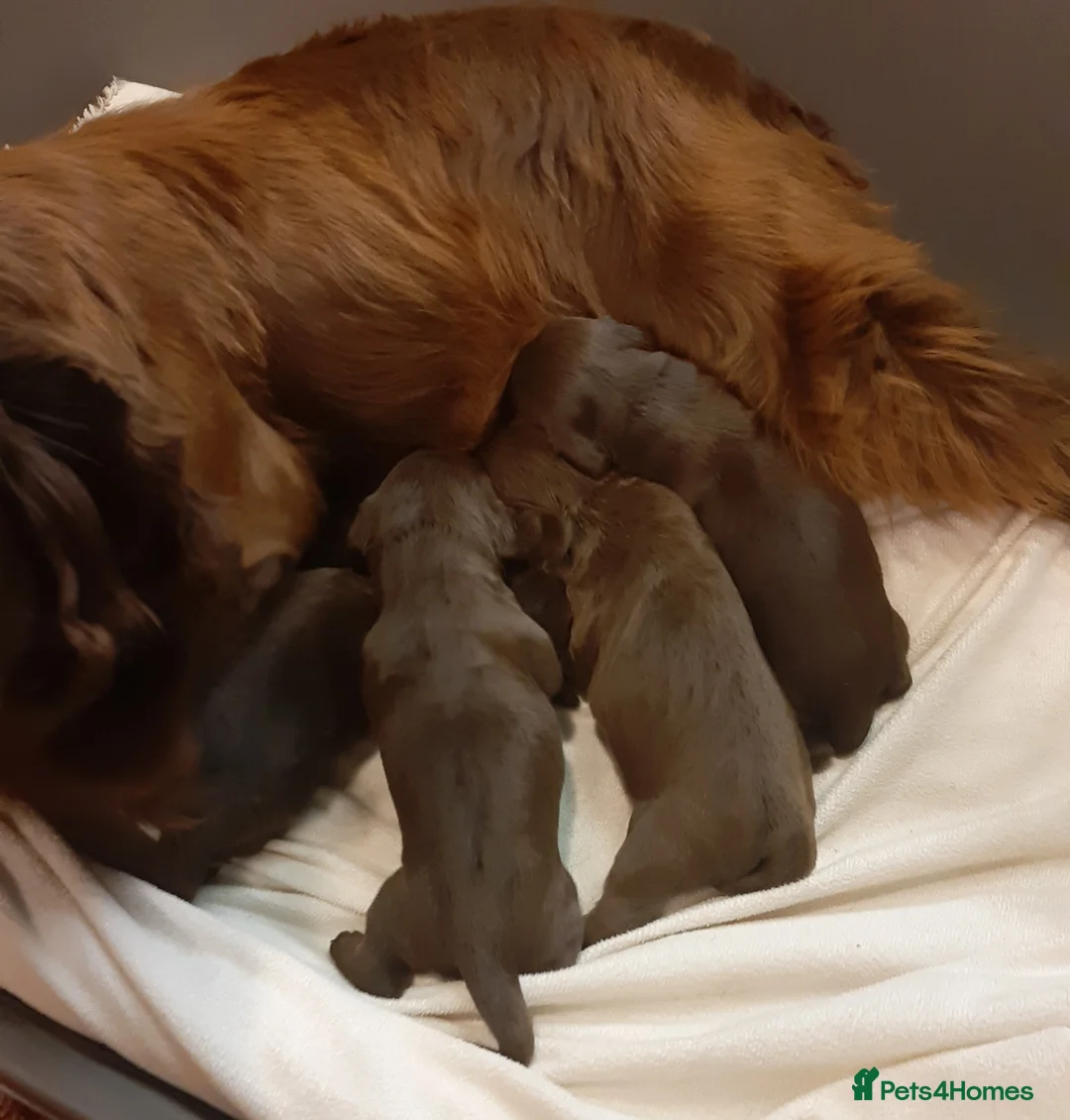 Sprocker dogs for sale: F1 Sprocker Spaniel  - Advert 2