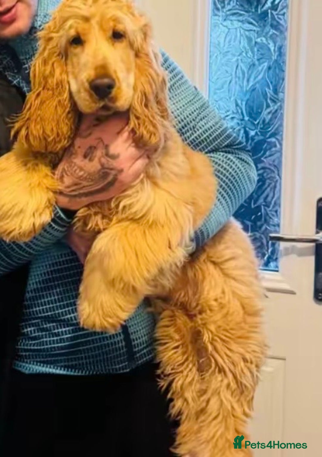 Cocker Spaniel dogs for sale: KC Male Show Cocker Spaniel - Advert 1