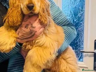 Cocker Spaniel dogs KC Male Show Cocker Spaniel - Advert 17