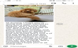 Maltipoo dogs for sale: DNA health tested maltipoo puppies  - Image 7