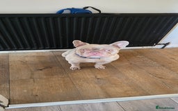 French Bulldog dogs for sale: Playful lilac frenchie 2 years old, family dog - Image 3
