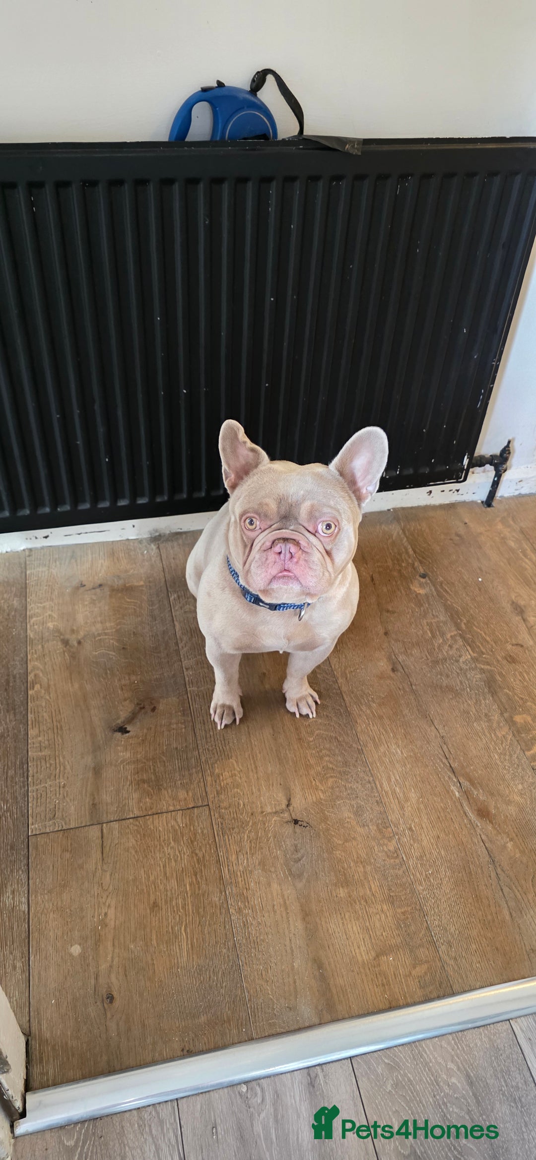 French Bulldog dogs for sale: Playful lilac frenchie 2 years old, family dog - Image 3