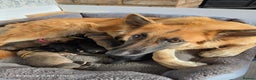German Shepherd dogs for sale: KC Reg German Shepard's - Advert 9