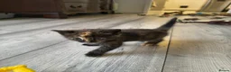 Mixed Breed cats for sale: Kittens for sale  in Ipswich - Advert 13