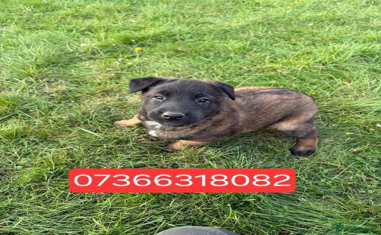 Belgian Shepherd Dog dogs - Advert 3