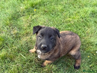 Belgian Shepherd Dog dogs - Advert 5