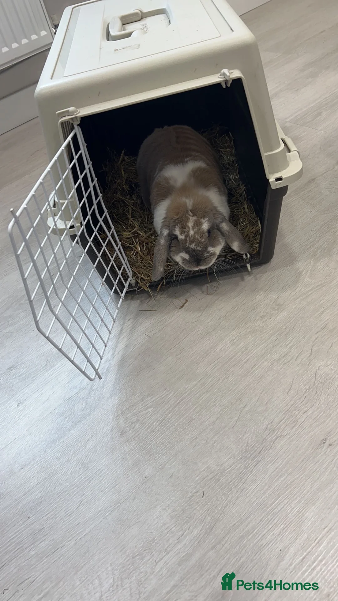 Mini Lop rabbits for sale: Rehoming Marni  - Advert 4