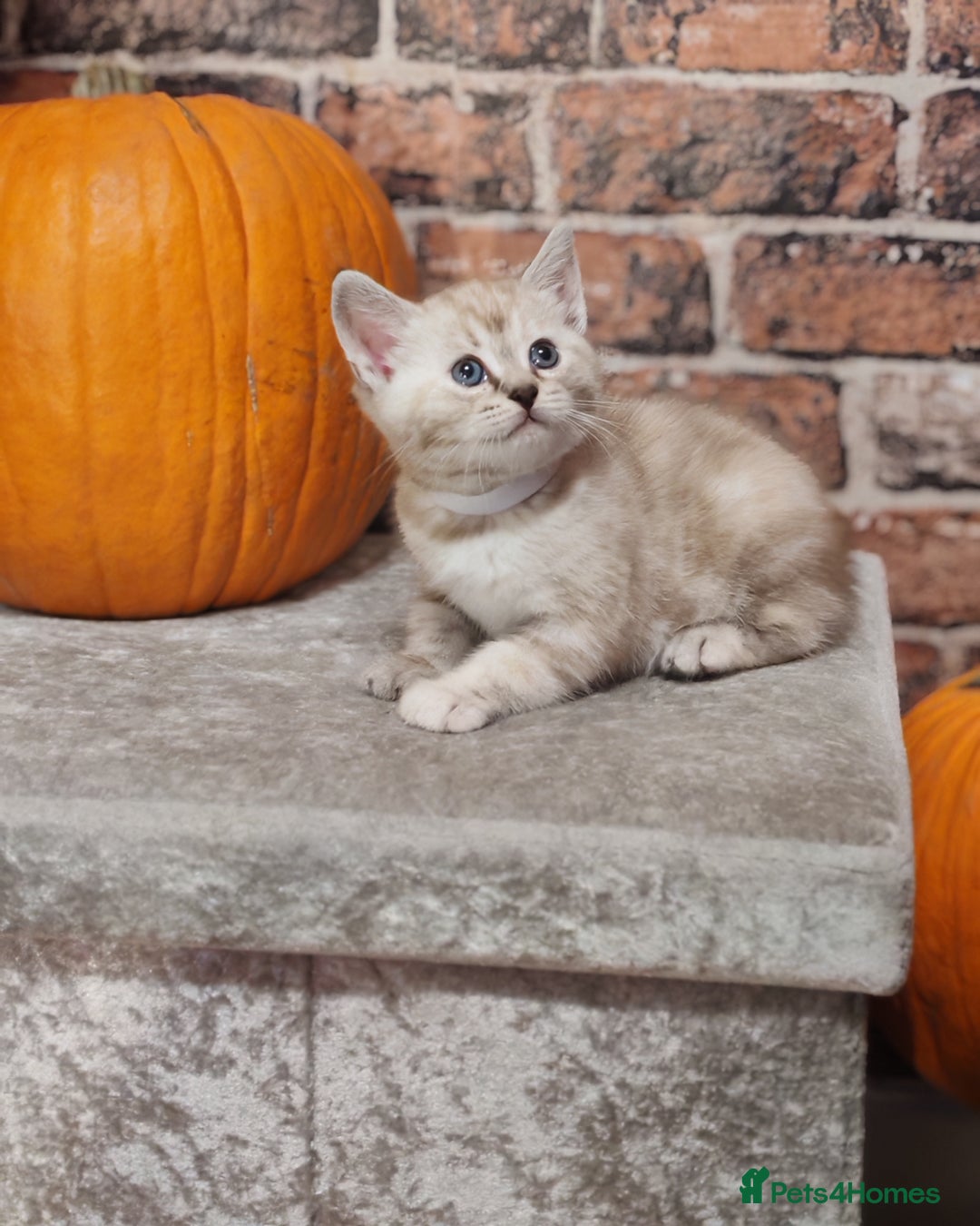 Mixed Breed cats for sale: Cute Bengal mix Kittens looking for loving homes🐱 - Image 37