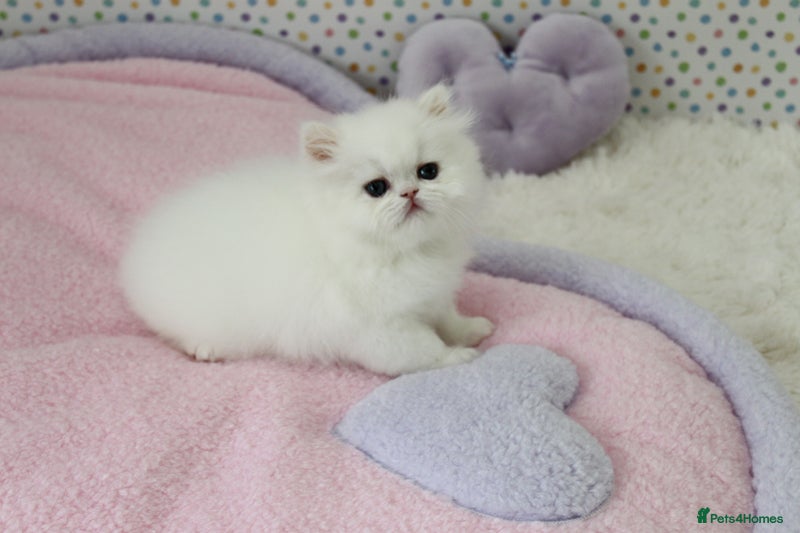 Persian cats Beautiful Persian kittens - Advert 4