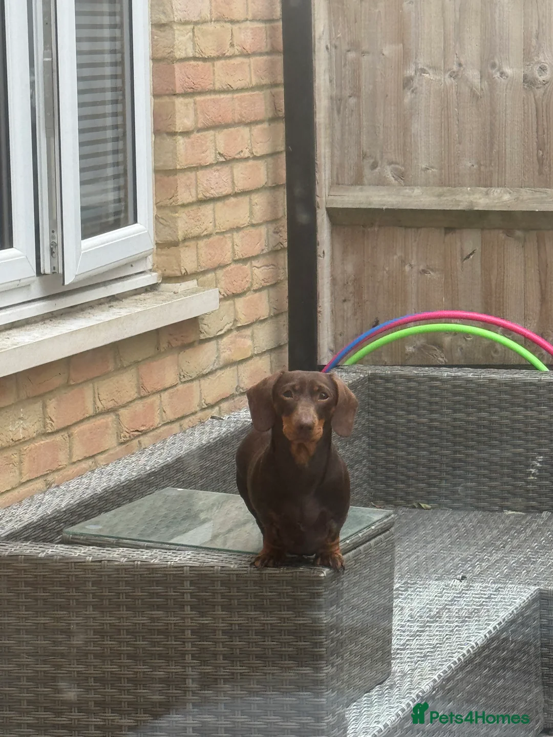 Miniature Dachshund dogs for sale: Adult miniature dachshund  - Advert 2