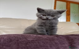 British Shorthair cats for sale: British shorthair kittens - Image 5