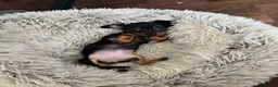 Chiweenie dogs for sale: Tiny dachshund cross chihuahua pups  - Advert 9