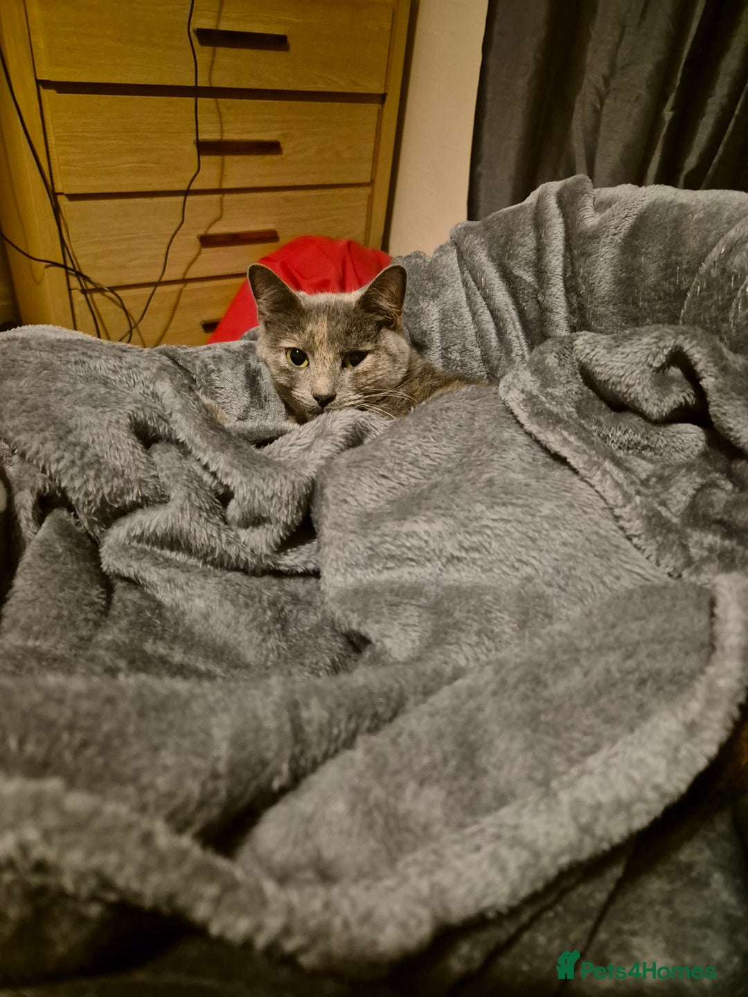 Mixed Breed cats for sale: 3 kittens ready for forever homes - Advert 2