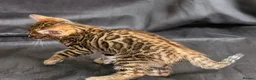 Bengal cats for sale: Stunning Bengal Kittens – Reservations Now Open in Woodford Green - Advert 9