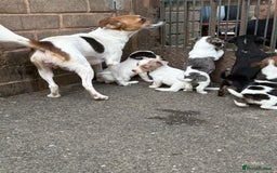 Jack Russell dogs for sale: Jack Russel Puppies For Sale  - Image 21