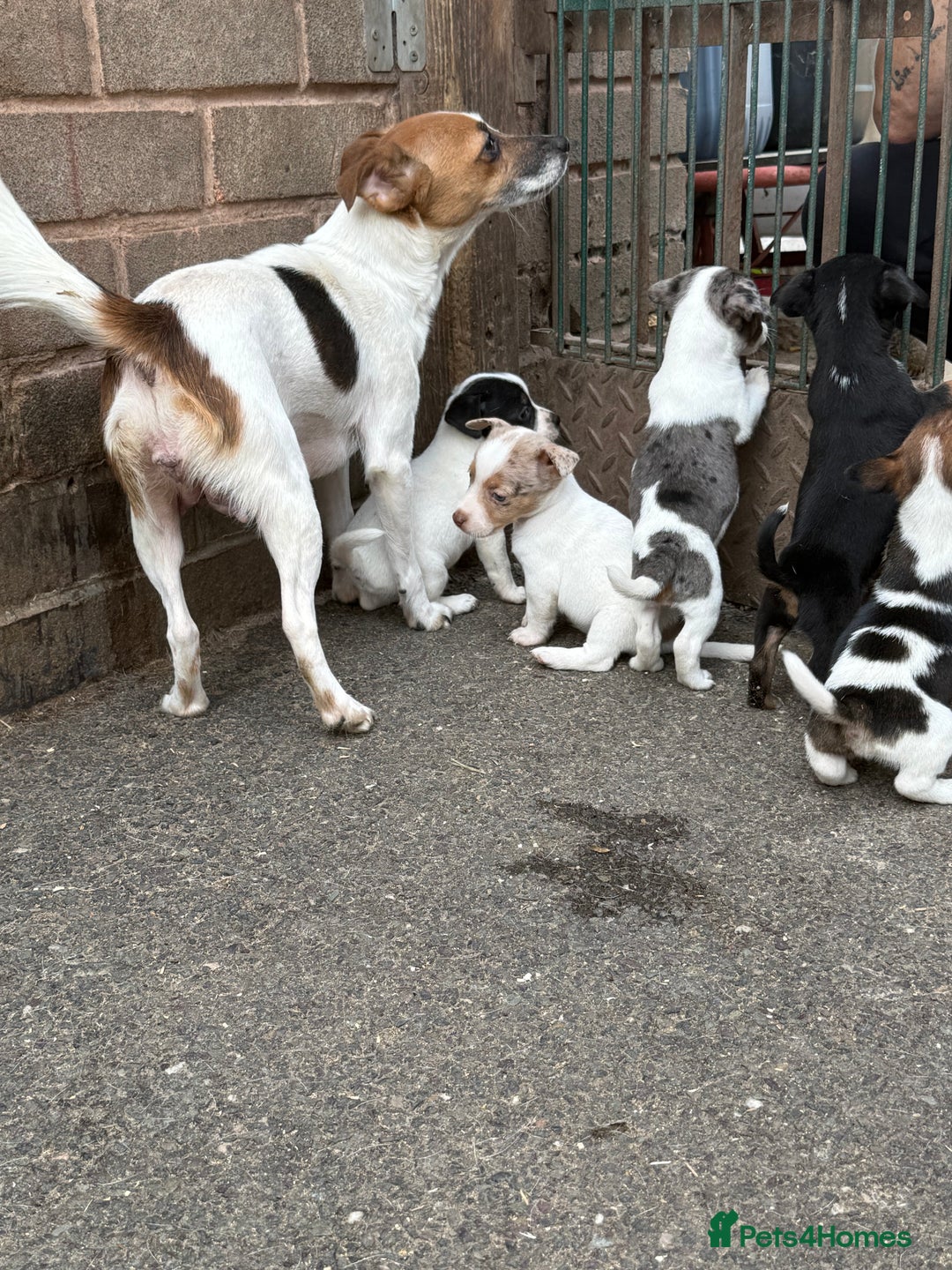 Jack Russell dogs for sale: Jack Russel Puppies For Sale  - Image 21