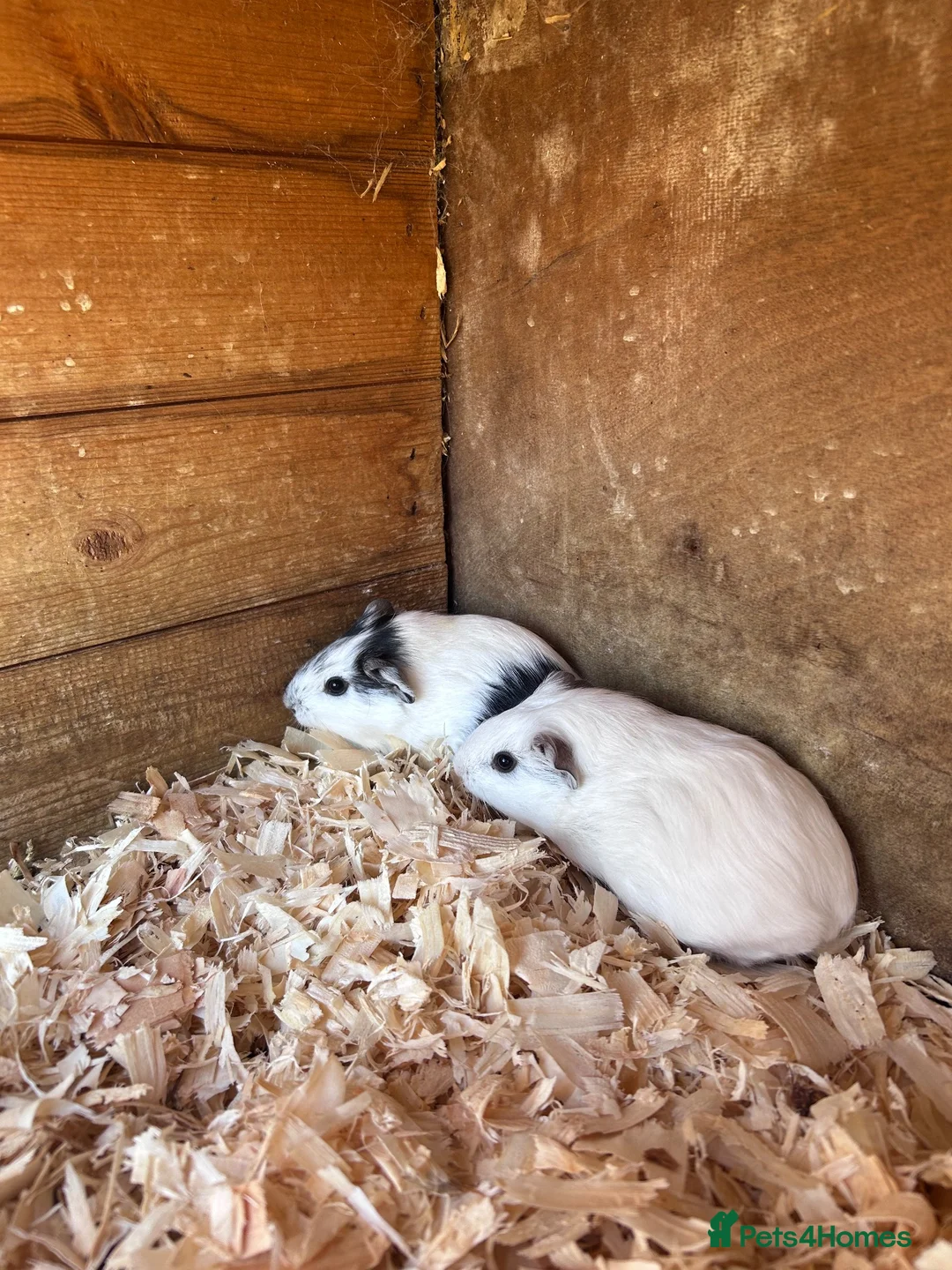 Guinea Pig rodents for sale: Baby guinea pigs  in Thetford - Advert 5