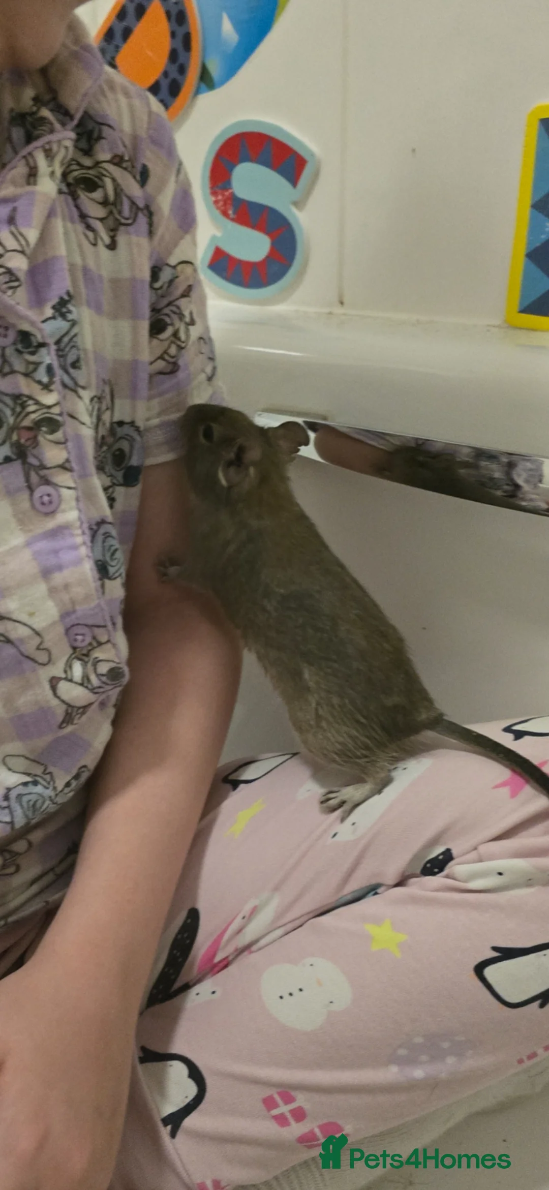 Degus rodents for sale: Lone degu. - Advert 2