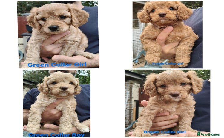 Cavapoo dogs - Advert 9