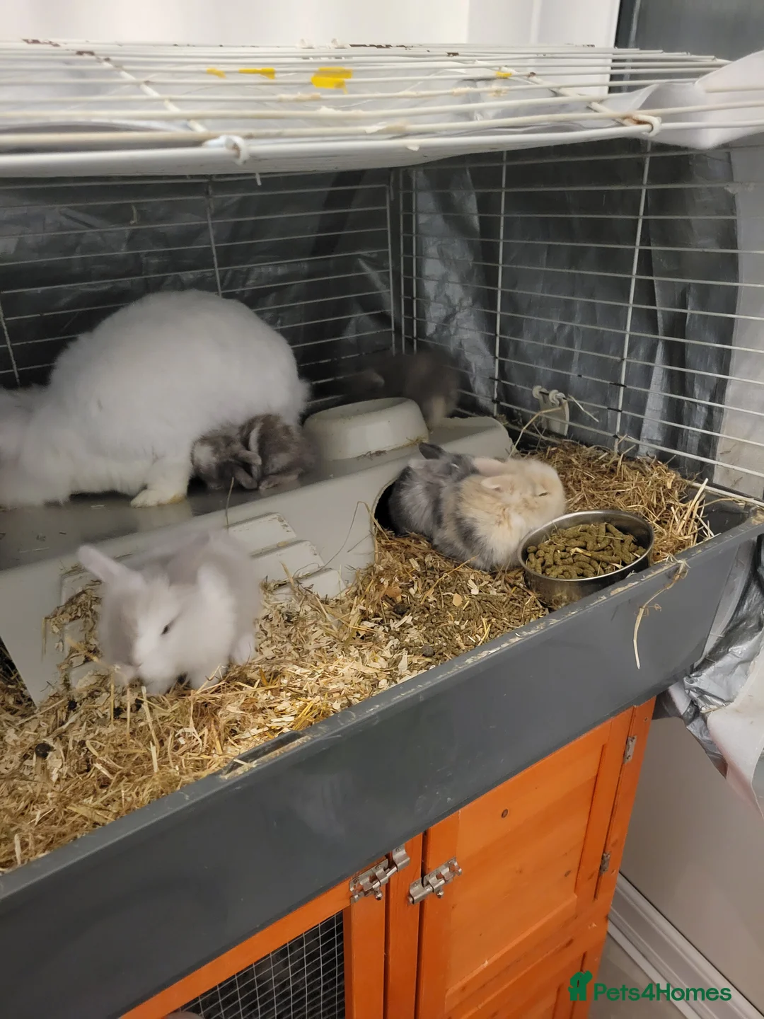 Lionhead rabbits for sale: Absolutely beautiful fluffy lionheads in Petersfield - Advert 10