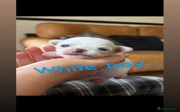 Chihuahua dogs for sale: KC Champion Lines Miniature Chihuahua Puppies - Image 6