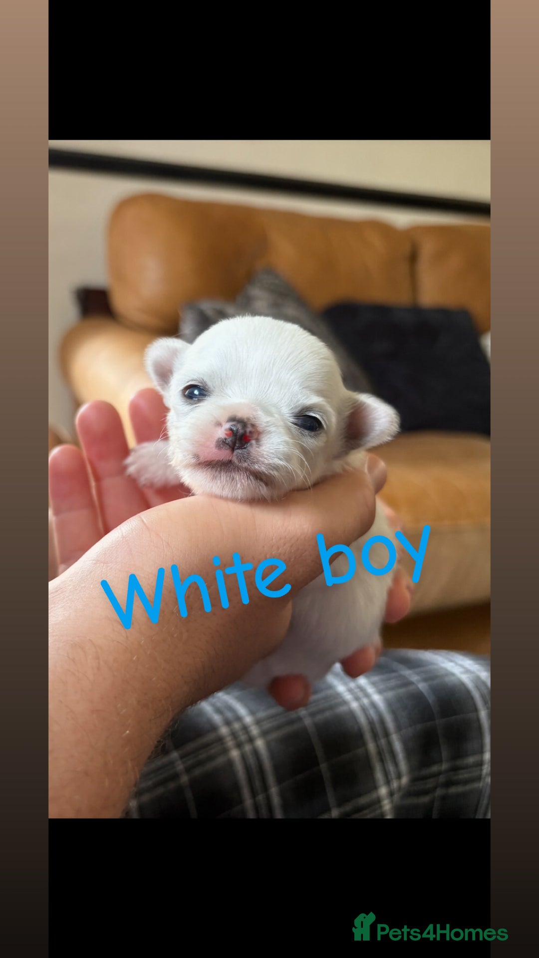 Chihuahua dogs for sale: KC Champion Lines Miniature Chihuahua Puppies - Image 6
