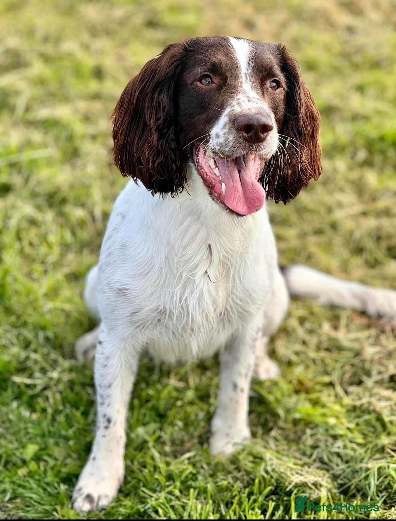 English Springer Spaniel dogs Finn  - Advert 1