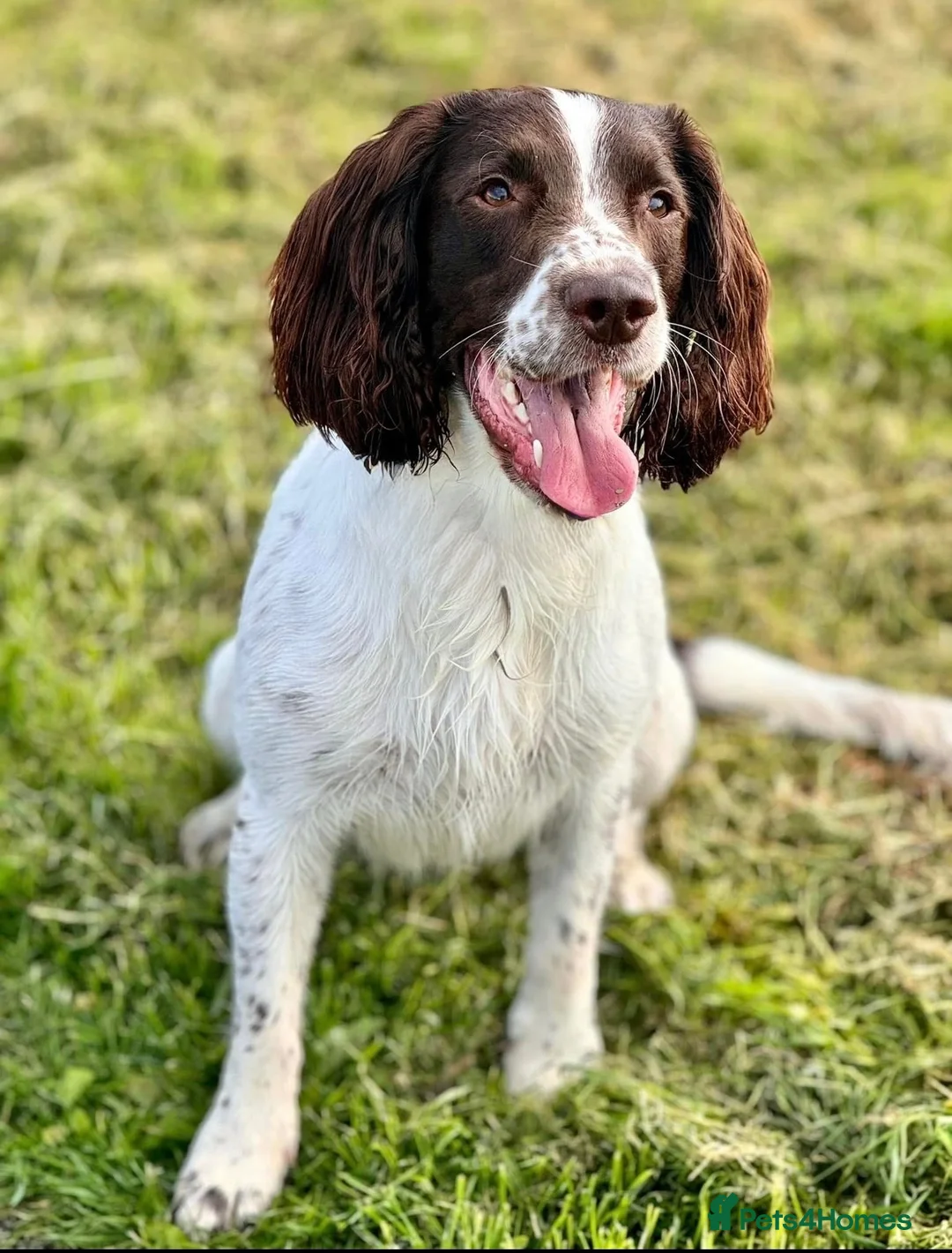 English Springer Spaniel dogs for stud: Finn  in Mansfield - Advert 1