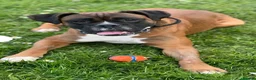 Boxer dogs for sale: Red Boxer Puppies–Long Tails & Natural Bobtails in Romford - Advert 4