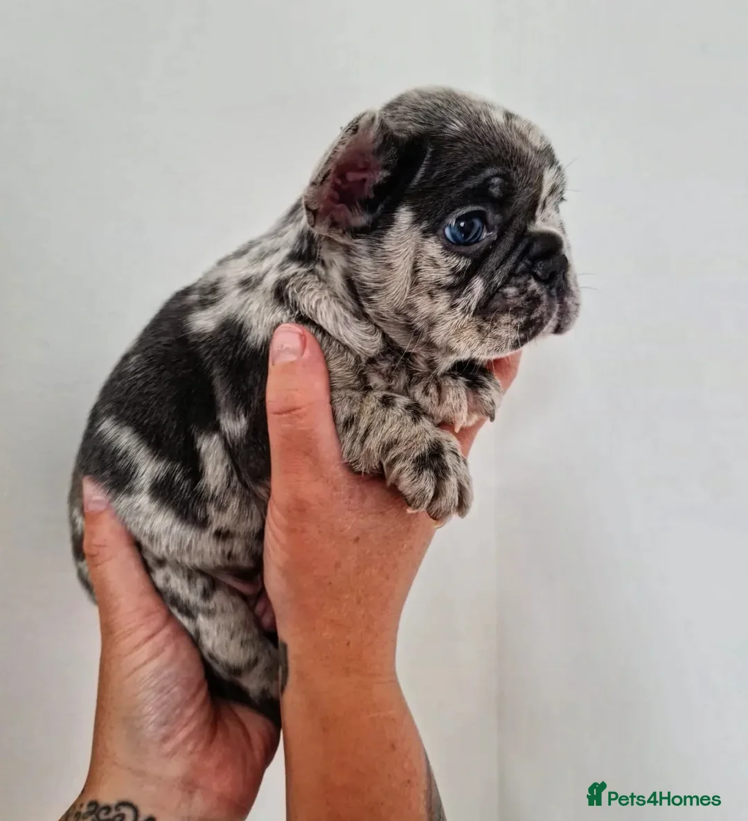 French Bulldog dogs for stud: ** RogueRoyales Zeus ** Fully Suited Lilac Merle  in Wolverhampton - Advert 12