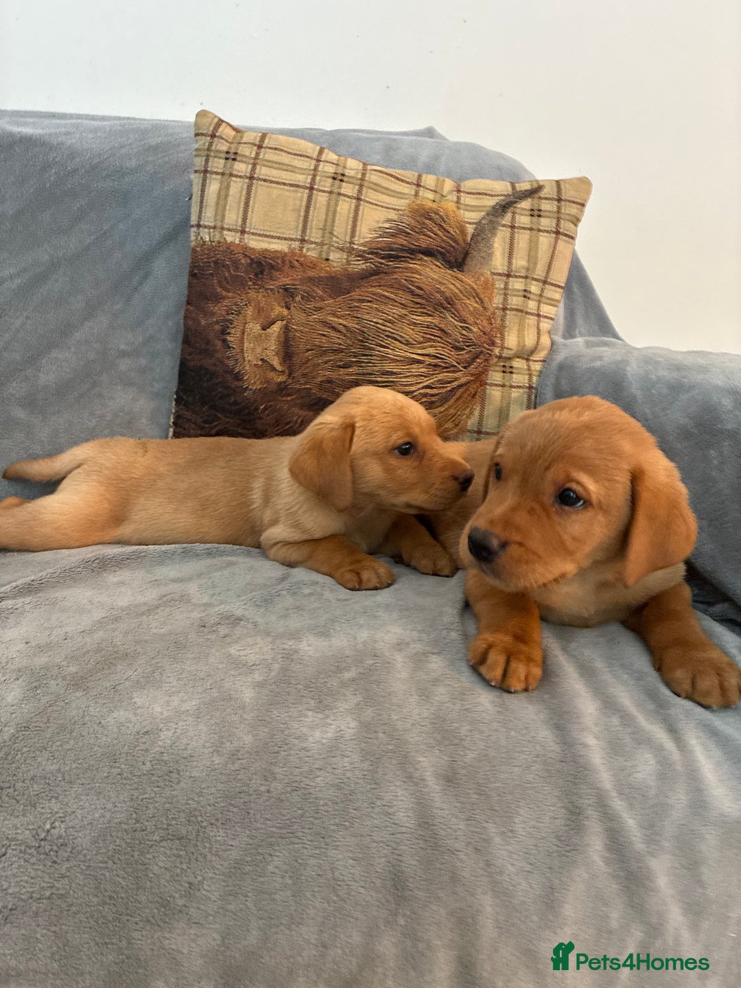 Labrador Retriever dogs for sale: Labrador retriever  - Image 6