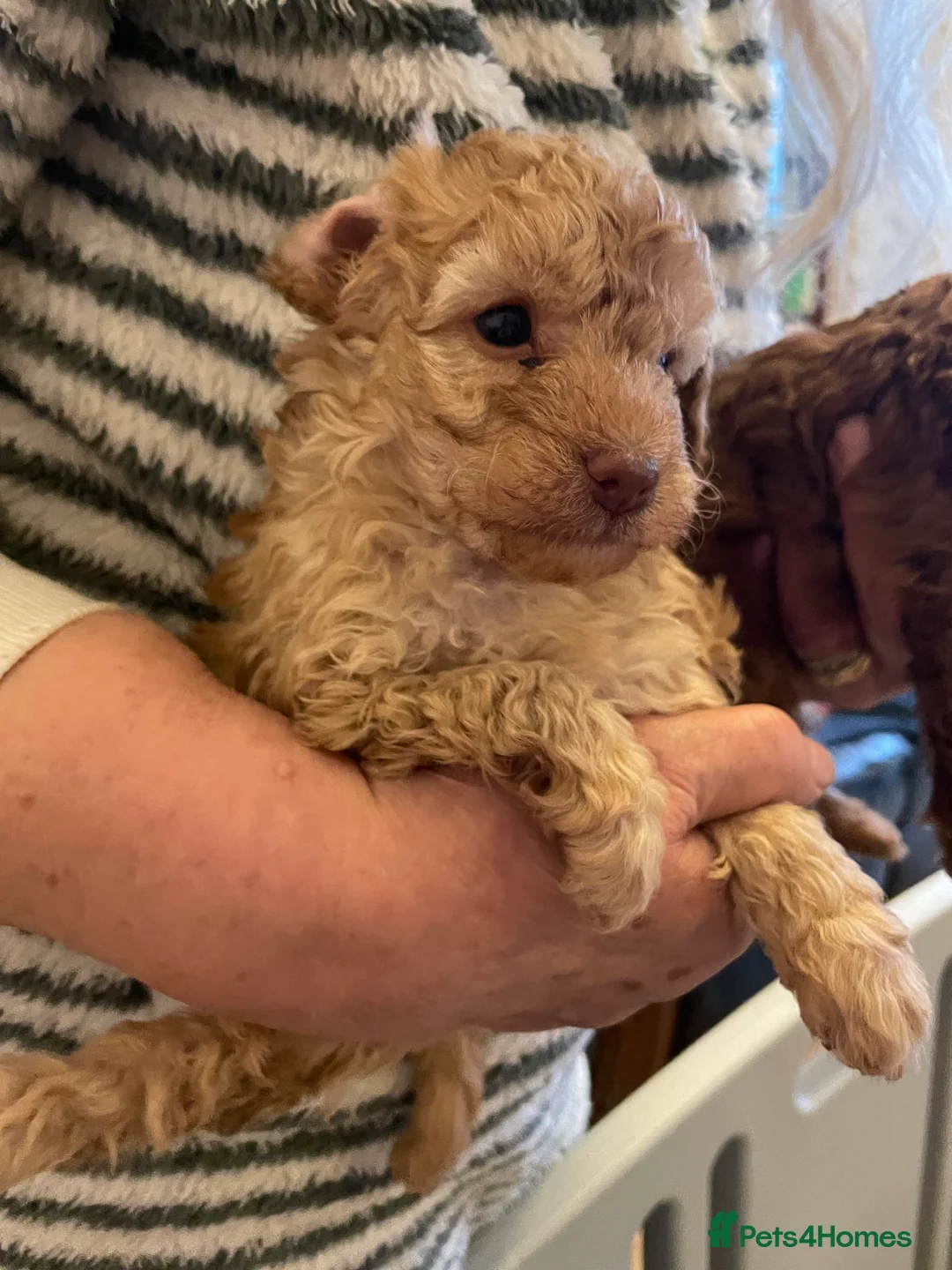 Toy Poodle dogs for sale: Fully Heath tested and checked Toy Poodle puppies - Advert 9
