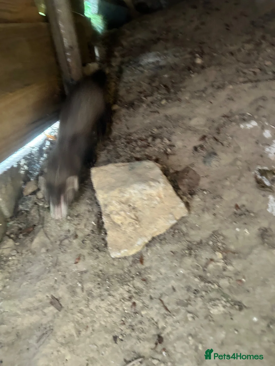 Ferret rodents for sale: Baby Ferret - Advert 2
