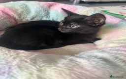 Mixed Breed cats for sale: Kittens for sale - Image 5