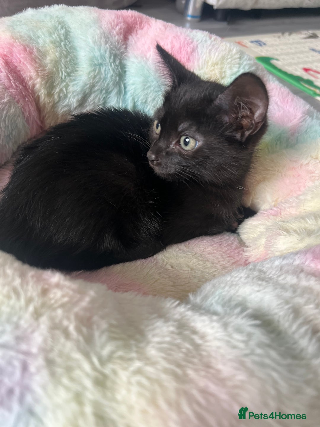 Mixed Breed cats for sale: Kittens for sale - Image 5