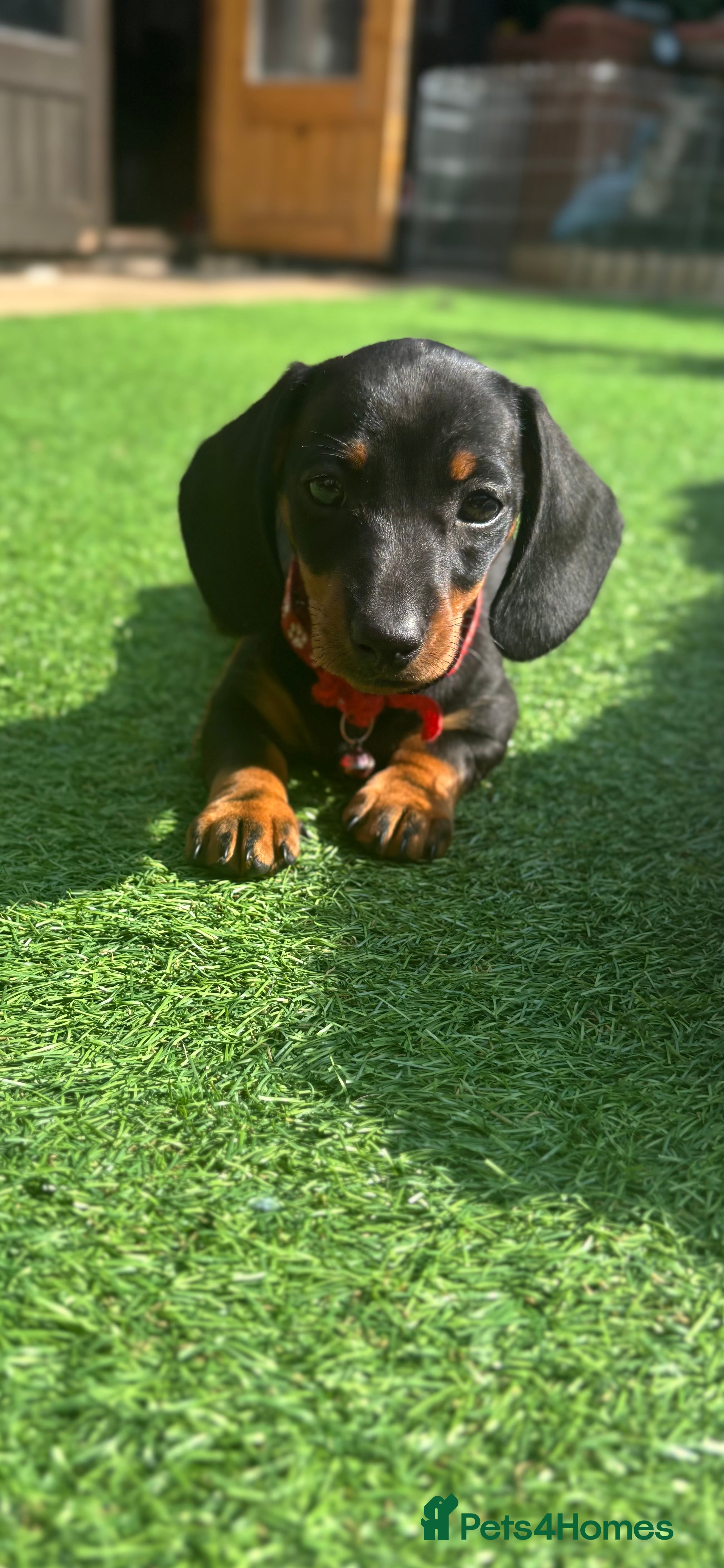 Miniature Dachshund dogs Miniature dachshunds ready now  in West Byfleet - Advert 12