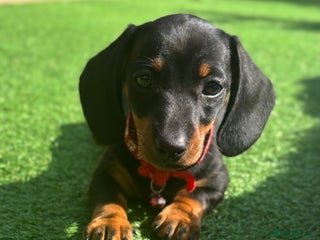 Miniature Dachshund dogs Miniature dachshunds ready now in West Byfleet - Advert 12