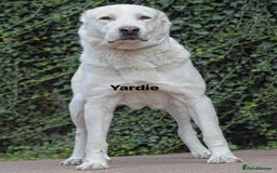 Central Asian Shepherd dogs for stud: 5⭐️RATED LICENSED, SERBIA IMPORT @ STUD  - Image 1