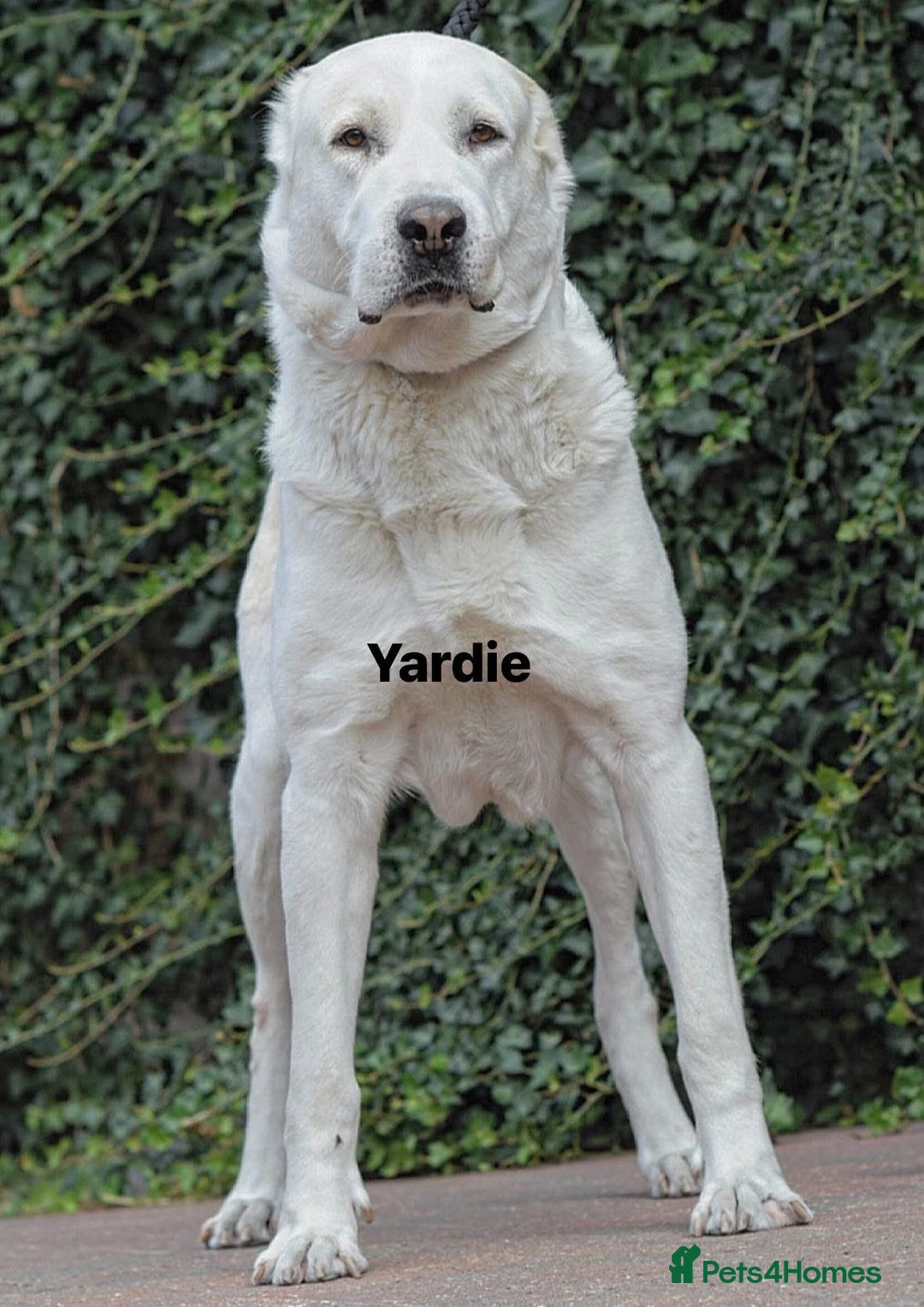 Central Asian Shepherd dogs for stud: 5⭐️RATED LICENSED, SERBIA IMPORT @ STUD  - Image 1