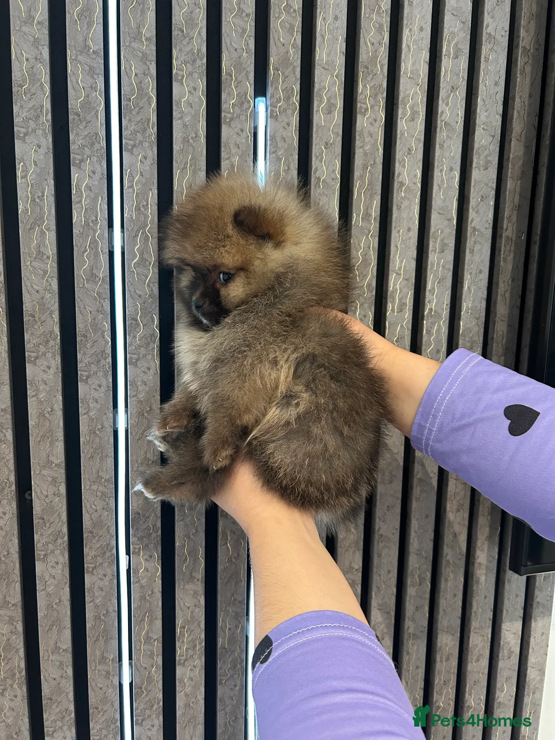 Pomeranian dogs for sale: 3 XXS FULL POMERANIAN RUSSIAN BREED PUPS  - Advert 10