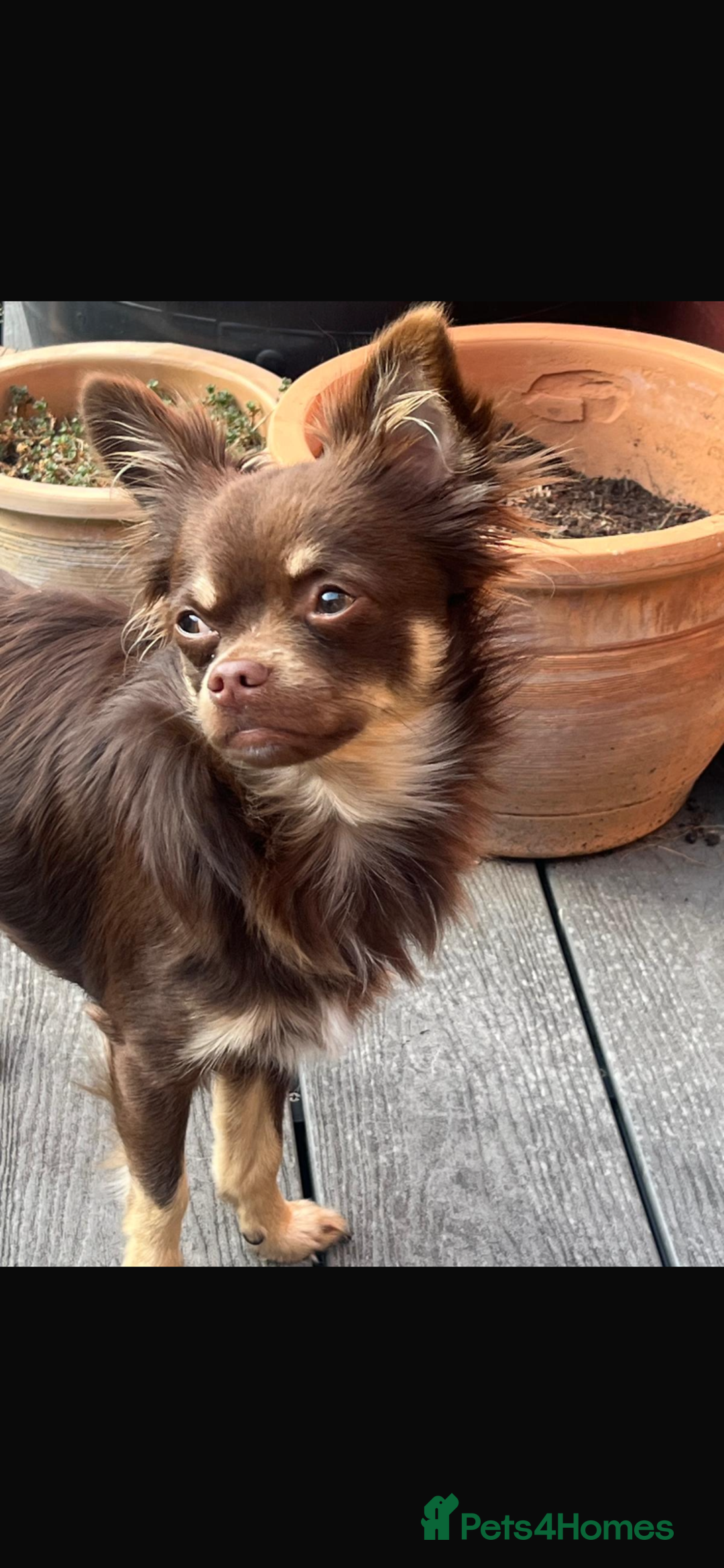 Chihuahua dogs for sale: 3 chihuahua pups 1 female 2 male - Image 8