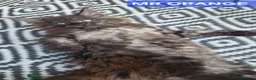 Maine Coon cats for sale: 3 Beautiful Maine coons  - Advert 1