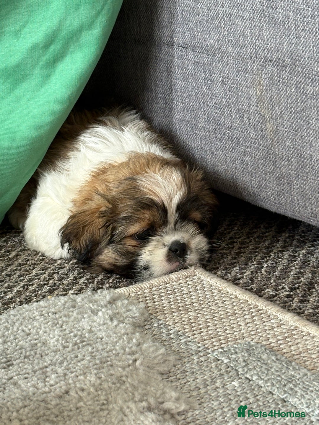 Shih Tzu dogs for sale: Shih-Tzu Puppy for sale  - Image 2