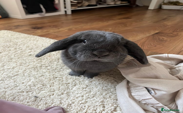 Mini Lop rabbits for sale - Advert 1