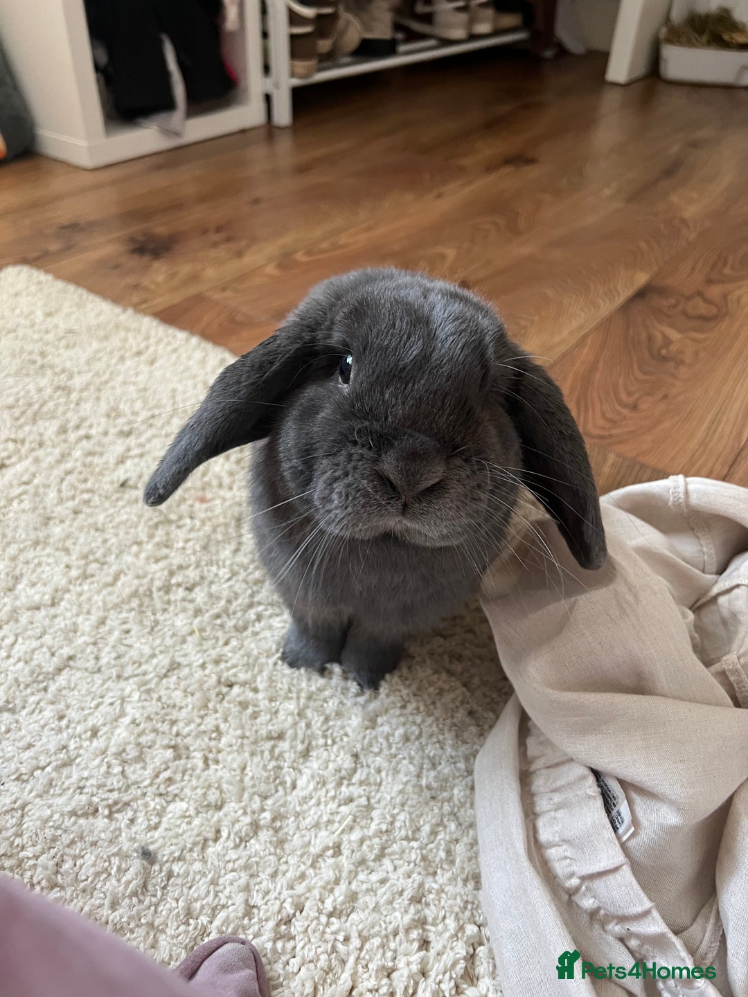 Mini Lop rabbits for sale: 🐰 Ernie the Bunny- looking for a loving new home  - Image 1