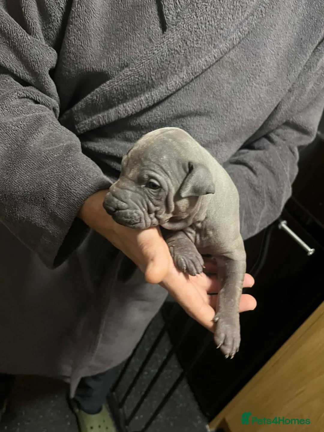Thai Ridgeback dogs for sale: (New pictures)Thai Ridgeback puppy’s 🏆 - Advert 14