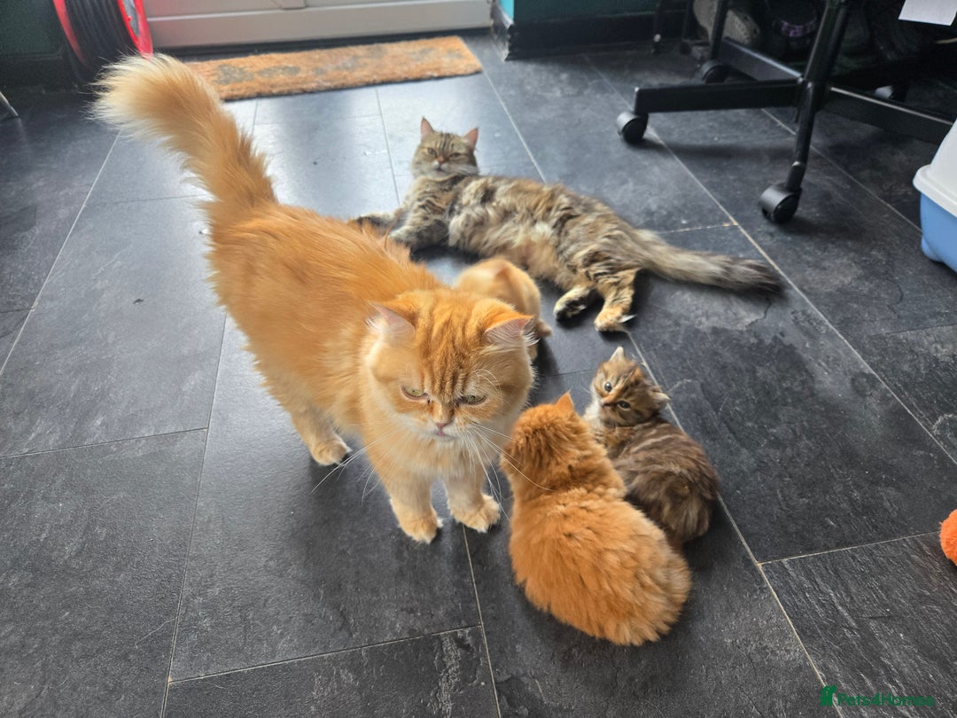 Persian cats for sale: Outstanding Full Persian Kittens for Sale - Image 4